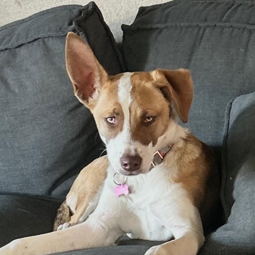 Enlarge Sadie FKA Sibby, a Adoptable mixed breed in Midland, TX image 1/6