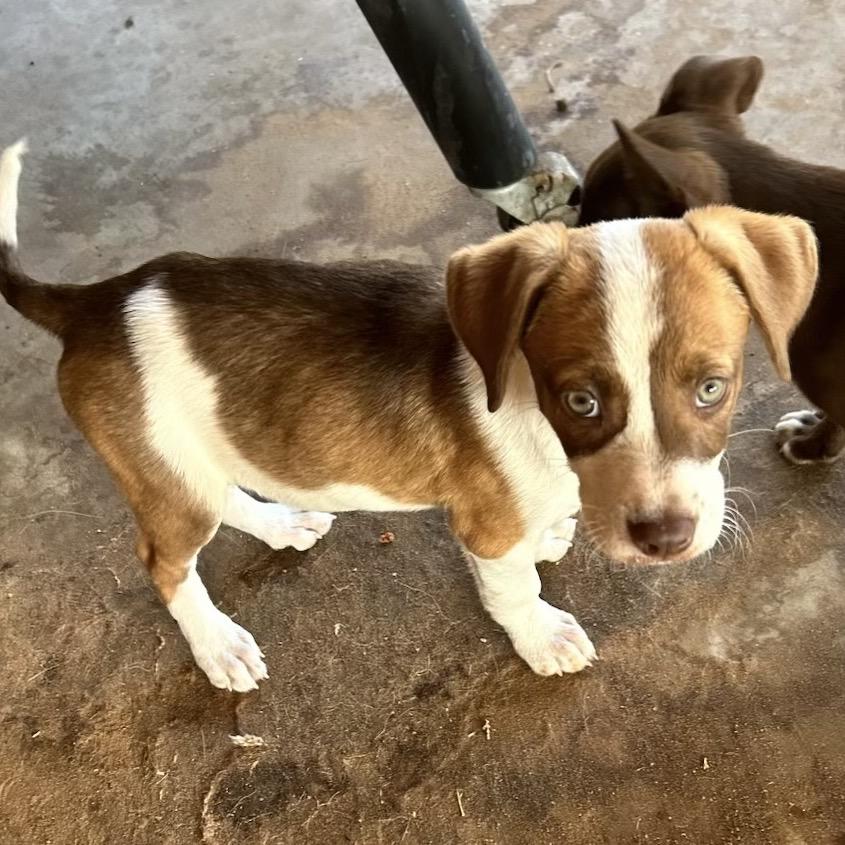 Sadie FKA Sibby, Adoptable, Young Female Cattle Dog & Mixed Breed.