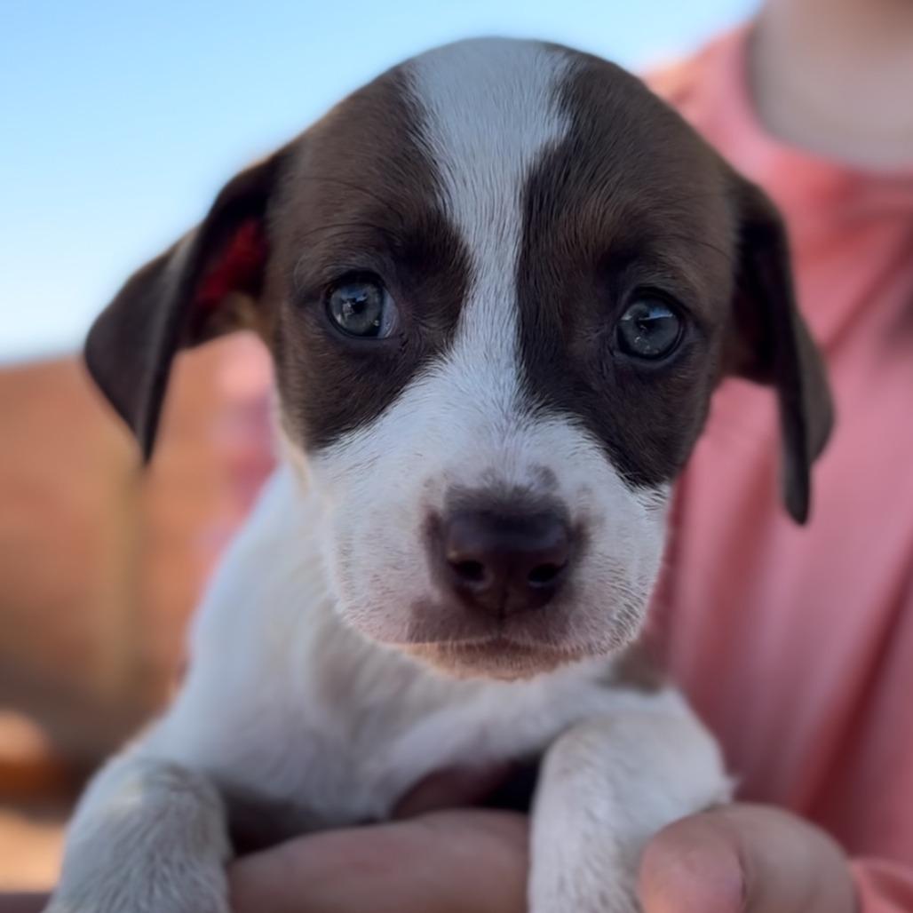 Enlarge Sadie FKA Sibby, a Adoptable mixed breed in Midland, TX image 3/6