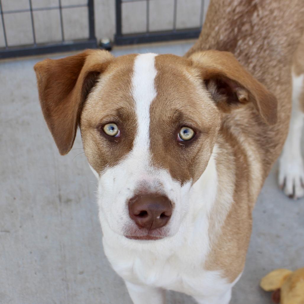 Enlarge Sadie FKA Sibby, a Adoptable mixed breed in Midland, TX image 3/6