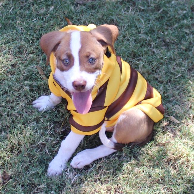 Enlarge Sadie FKA Sibby, a Adoptable mixed breed in Midland, TX image 4/6