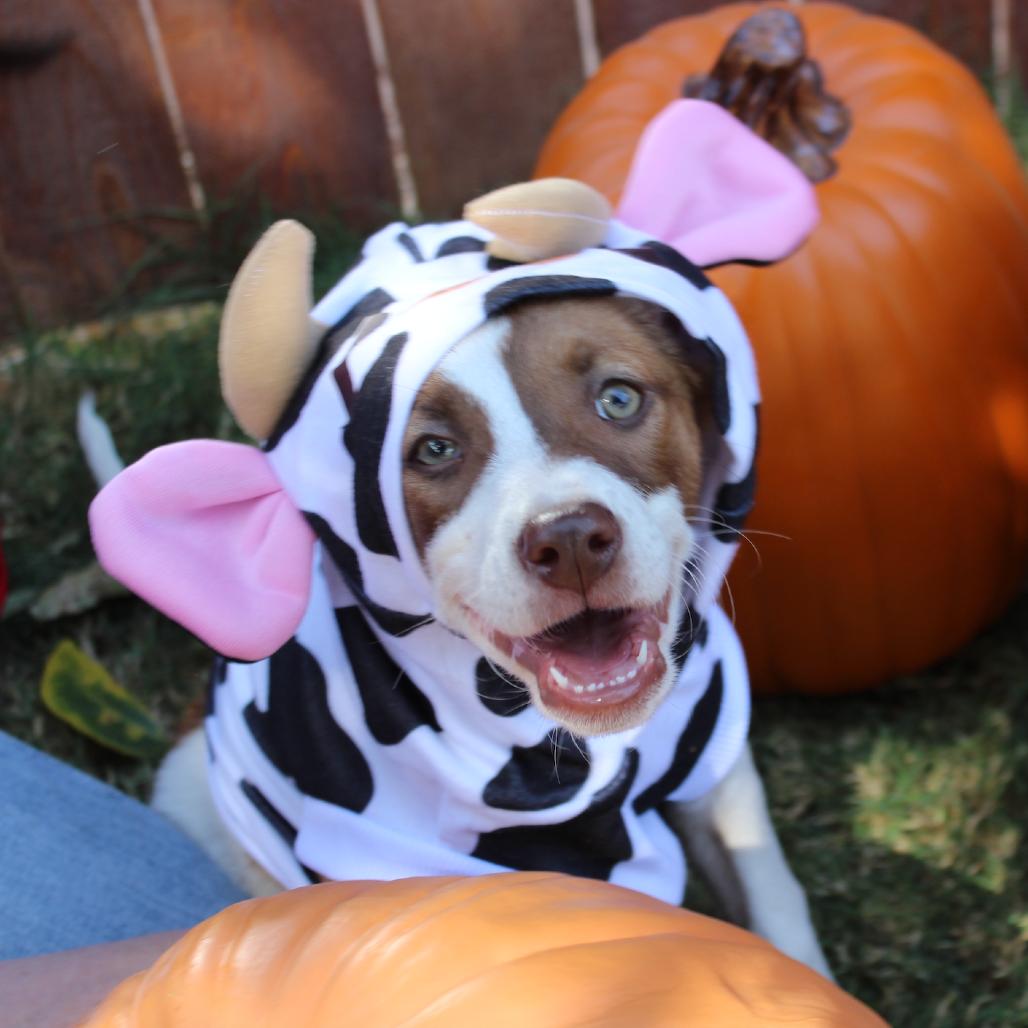 Enlarge Sadie FKA Sibby, a Adoptable mixed breed in Midland, TX image 5/6