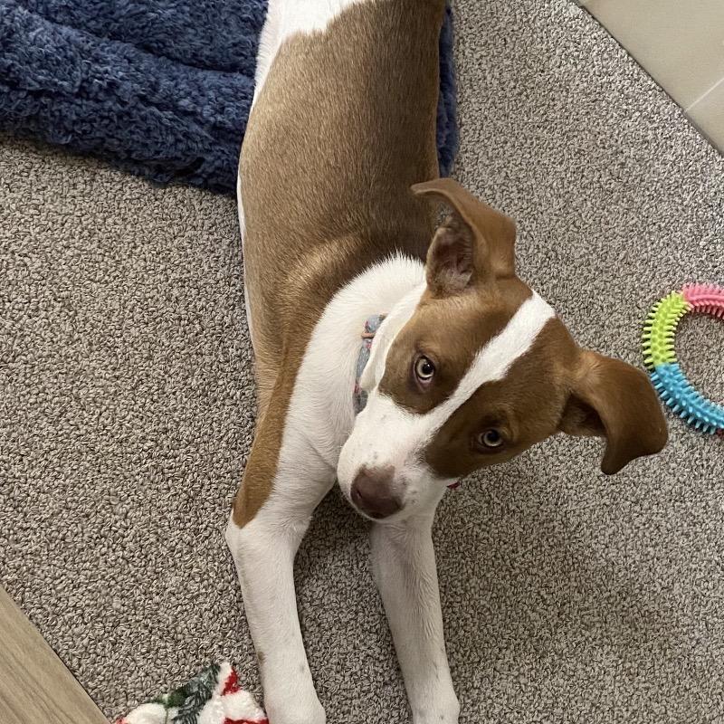 Enlarge Sadie FKA Sibby, a Adoptable mixed breed in Midland, TX image 6/6