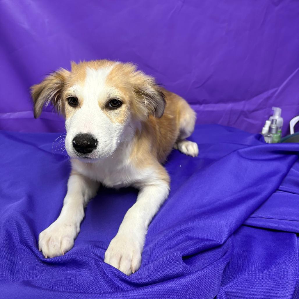 Enlarge Oompa, a Adoptable mixed breed in North Myrtle Beach, SC image 1/1