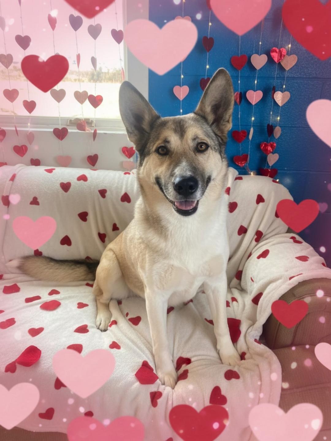 Luna, ADOPTABLE, Adult Female German Shepherd Dog.