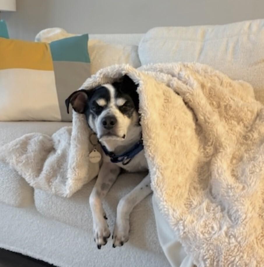 Moses, a Adoptable mixed breed in Washington, DC image 1/6