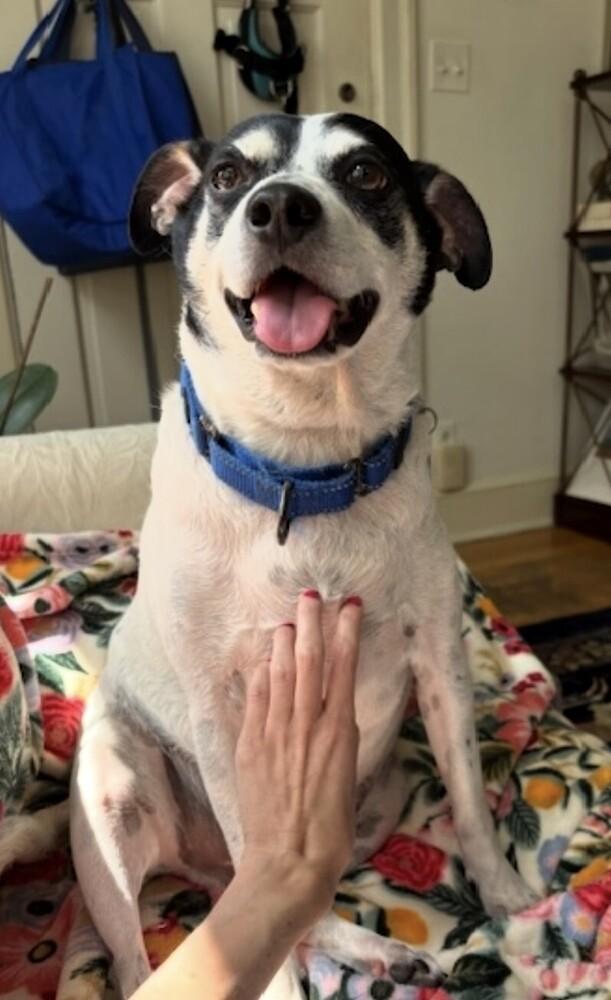 Moses, a Adoptable mixed breed in Washington, DC image 2/6