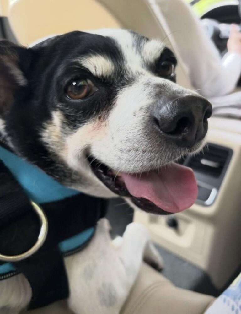 Moses, a Adoptable mixed breed in Washington, DC image 4/6