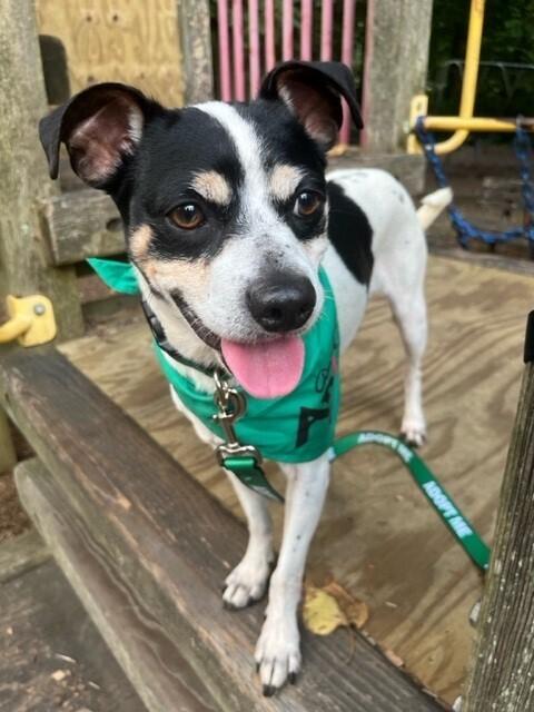 Moses, a Adoptable mixed breed in Washington, DC image 5/6