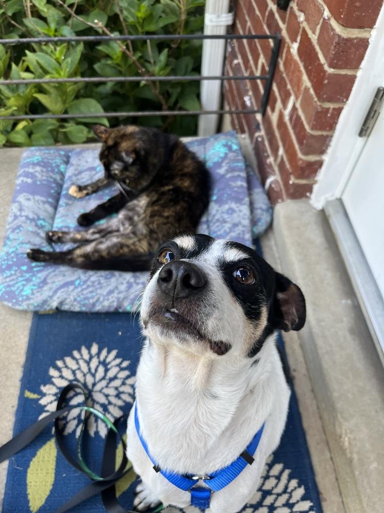 Moses, a Adoptable mixed breed in Washington, DC image 6/6