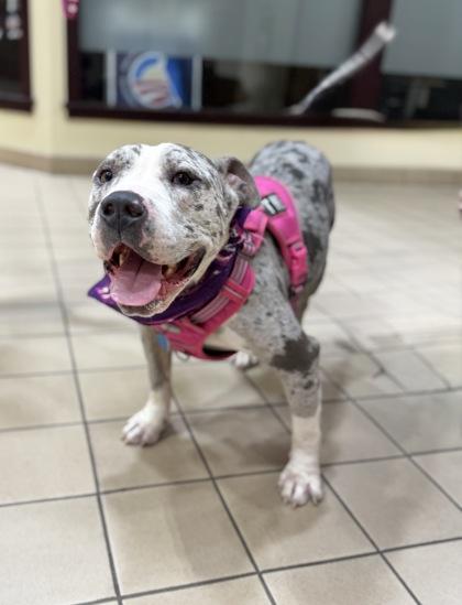 Speckles, Adoptable, Young Female Mixed Breed & Mixed Breed.