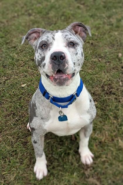 Enlarge Speckles, a Adoptable mixed breed in Walla Walla, WA image 2/3