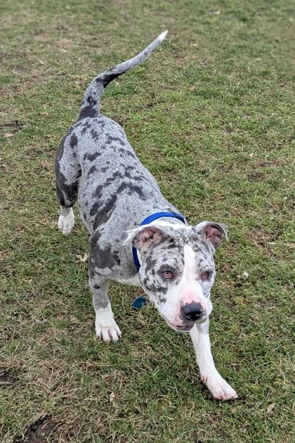 Enlarge Speckles, a Adoptable mixed breed in Walla Walla, WA image 3/3