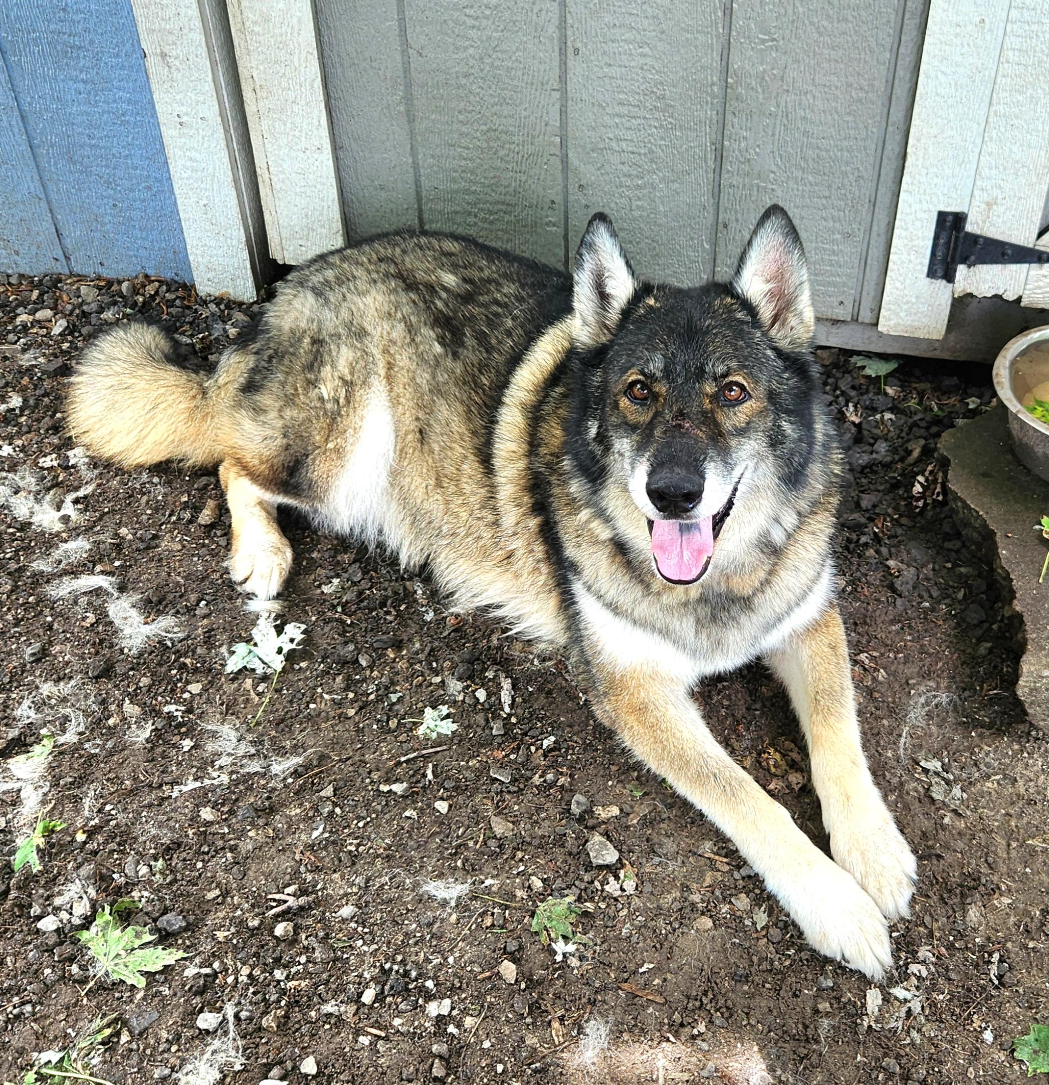 Elio, a Adoptable mixed breed in Liberty Center, OH image 1/6