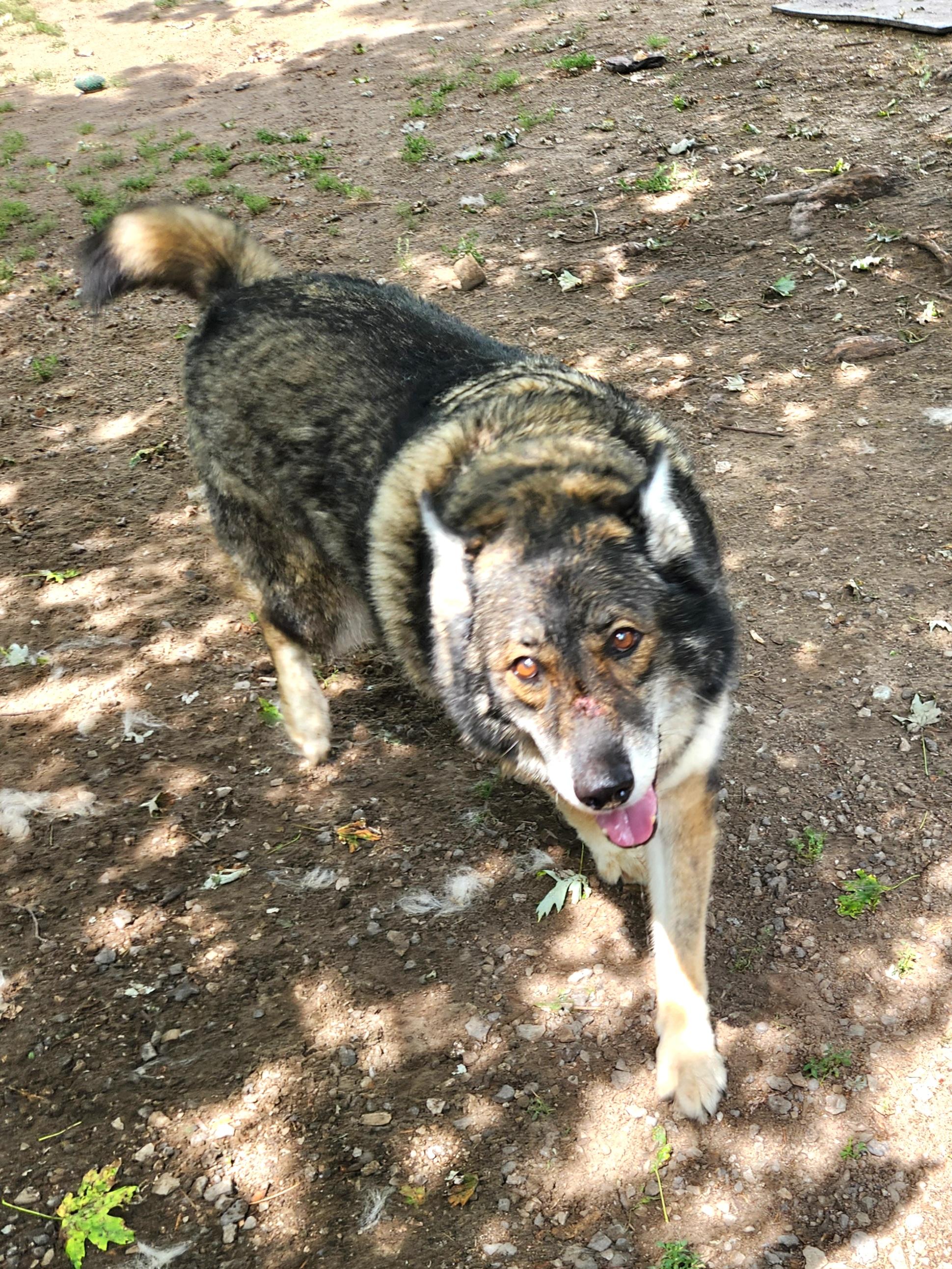 Elio, a Adoptable mixed breed in Liberty Center, OH image 3/6