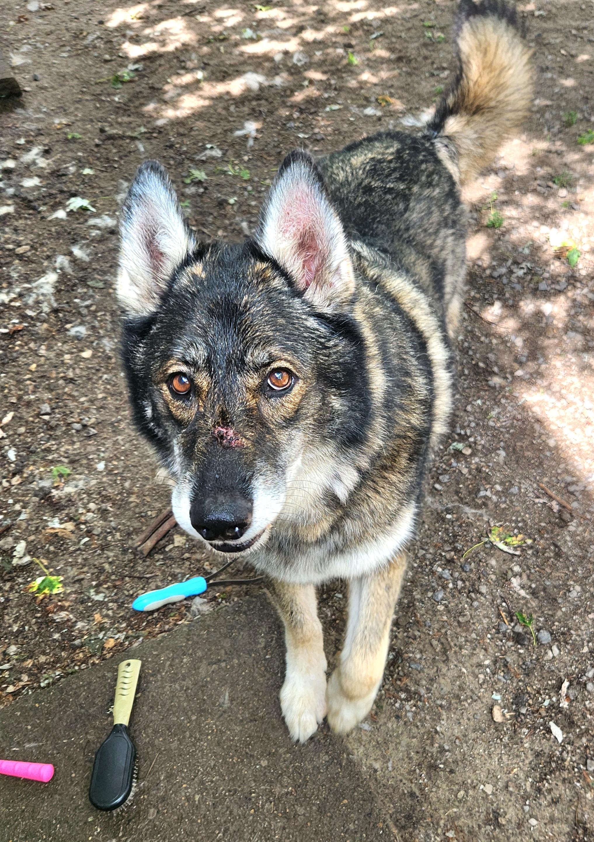 Elio, a Adoptable mixed breed in Liberty Center, OH image 4/6