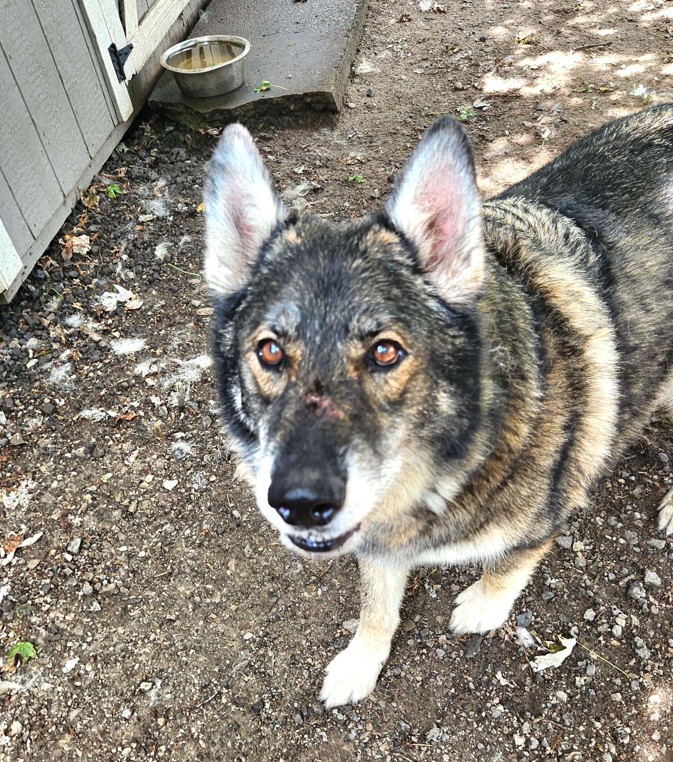 Elio, a Adoptable mixed breed in Liberty Center, OH image 5/6