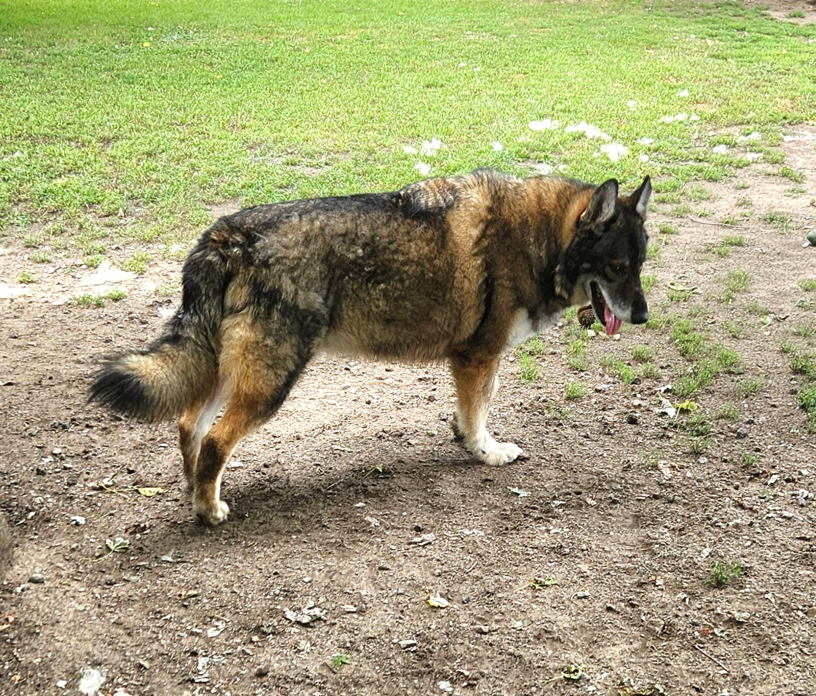 Elio, a Adoptable mixed breed in Liberty Center, OH image 6/6