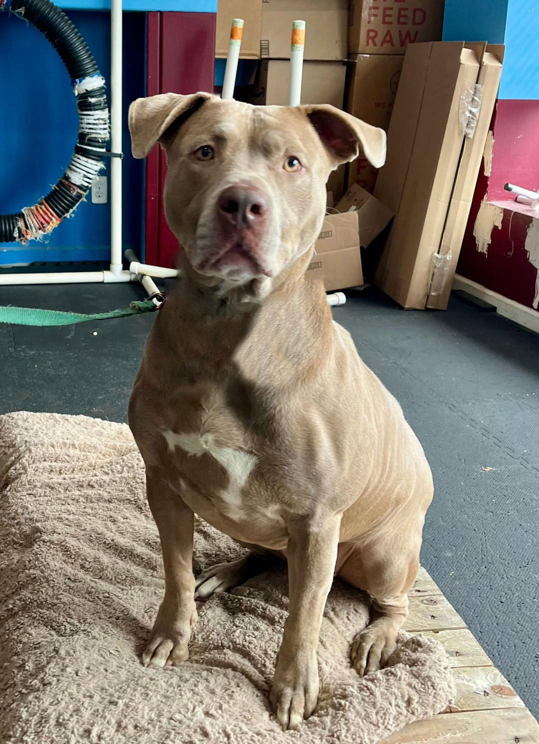 Enlarge Sophie, a Adoptable American Staffordshire Terrier in Spring Lake, NJ image 1/5