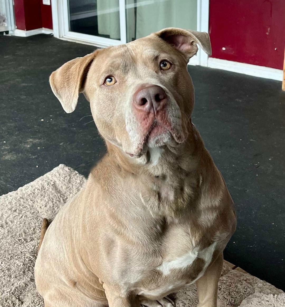 Enlarge Sophie, a Adoptable American Staffordshire Terrier in Spring Lake, NJ image 2/5