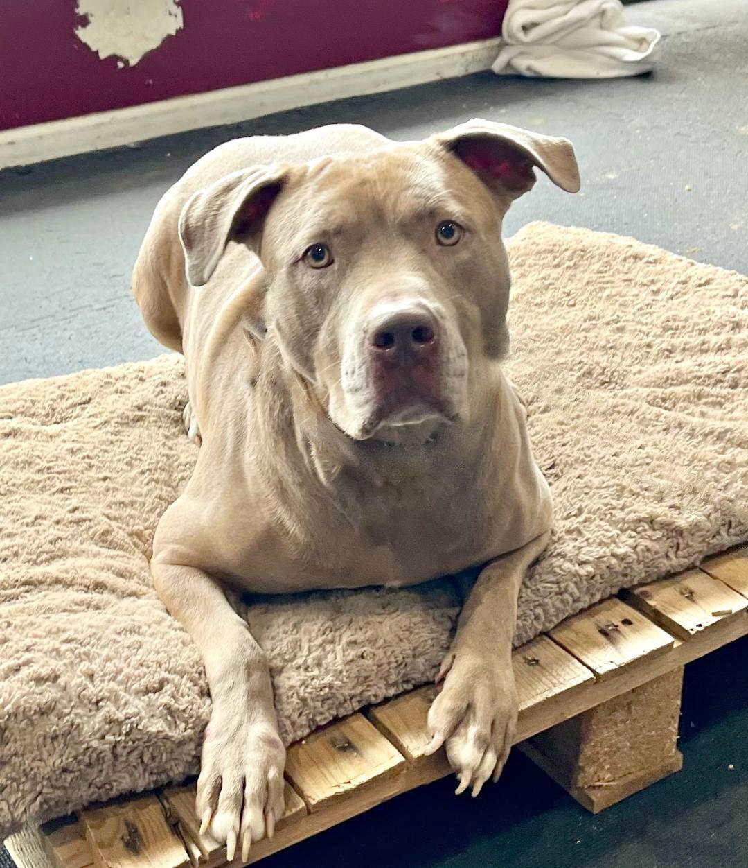 Enlarge Sophie, a Adoptable American Staffordshire Terrier in Spring Lake, NJ image 3/5