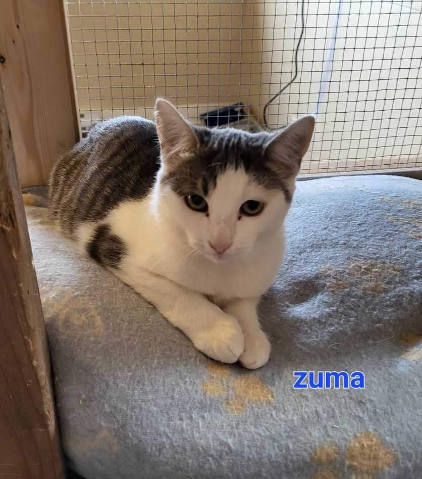 Zuma, a Adoptable American Shorthair in Montreal, QC image 2/5