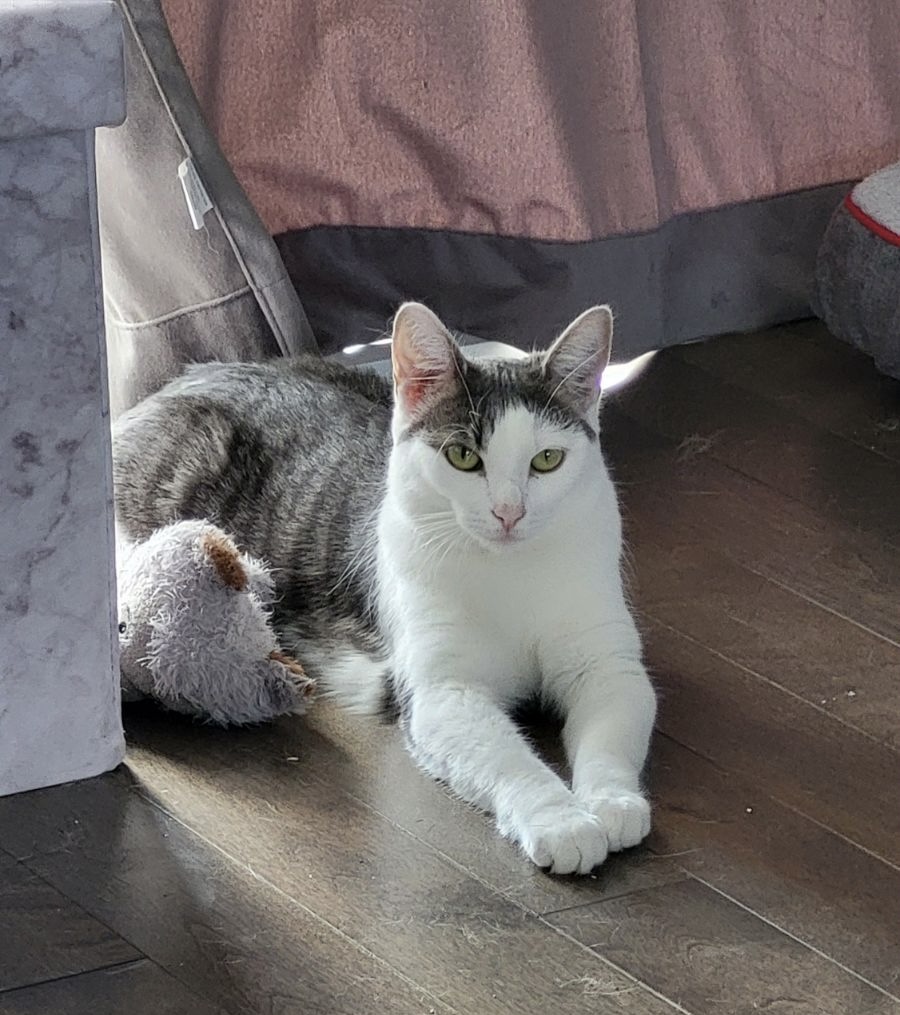 Zuma, Adoptable, Young Male American Shorthair.