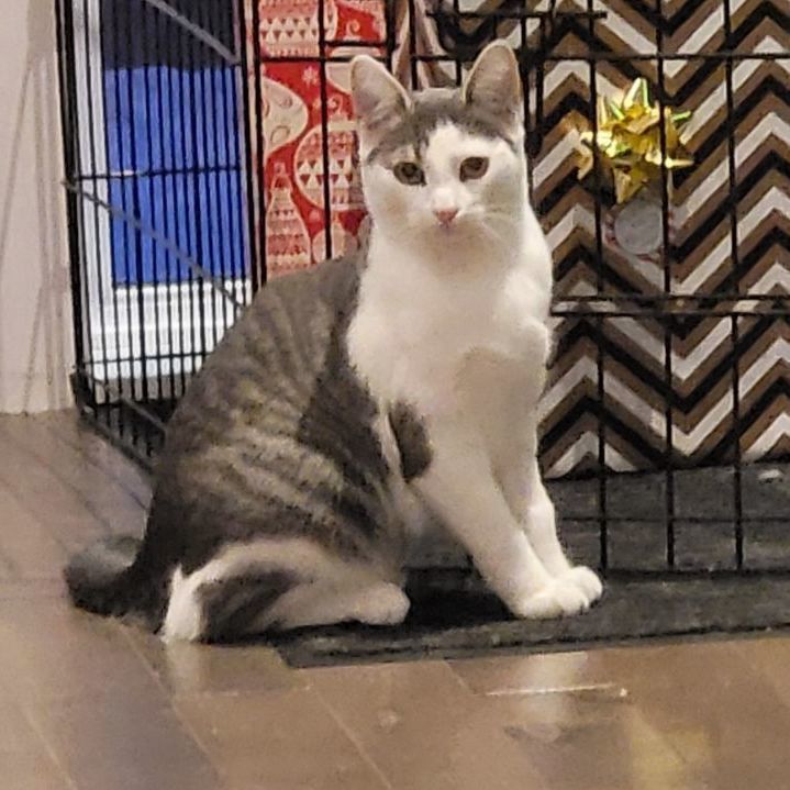 Zuma, adoptable, Young Male American Shorthair.