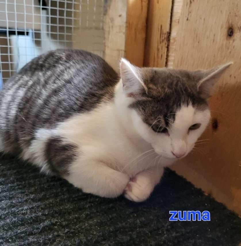 Zuma, a Adoptable American Shorthair in Montreal, QC image 4/5