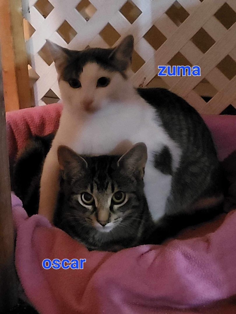 Zuma, a Adoptable American Shorthair in Montreal, QC image 5/5