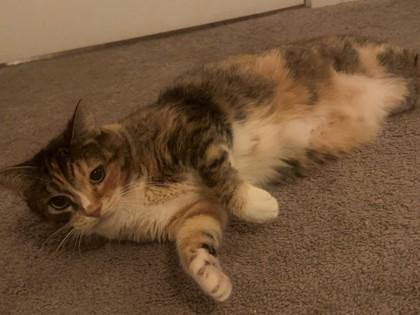 Drew, Adoptable, Adult Female Domestic Short Hair & Domestic Short Hair.