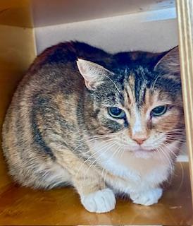 Enlarge Drew, a Adoptable mixed breed in Bellevue, WA image 2/3