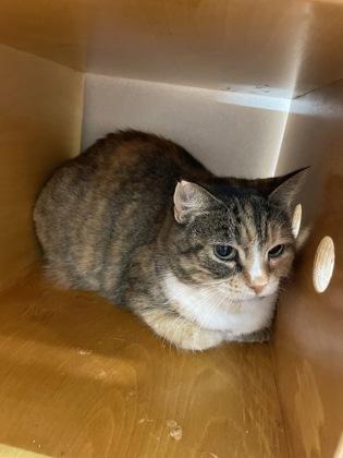 Enlarge Drew, a Adoptable mixed breed in Bellevue, WA image 3/3