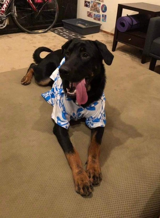 Enlarge Moose, a Adopted mixed breed in Davis, CA image 1/13