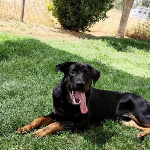 Enlarge Moose, a Adopted mixed breed in Davis, CA image 2/13