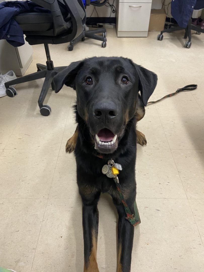 Enlarge Moose, a Adopted mixed breed in Davis, CA image 3/13