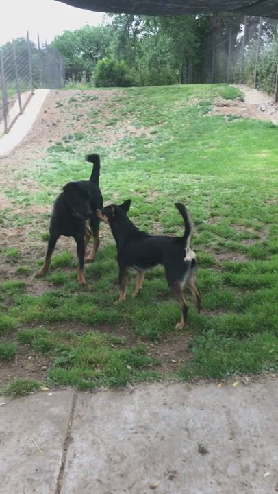 Enlarge Moose, a Adopted mixed breed in Davis, CA video 11/13