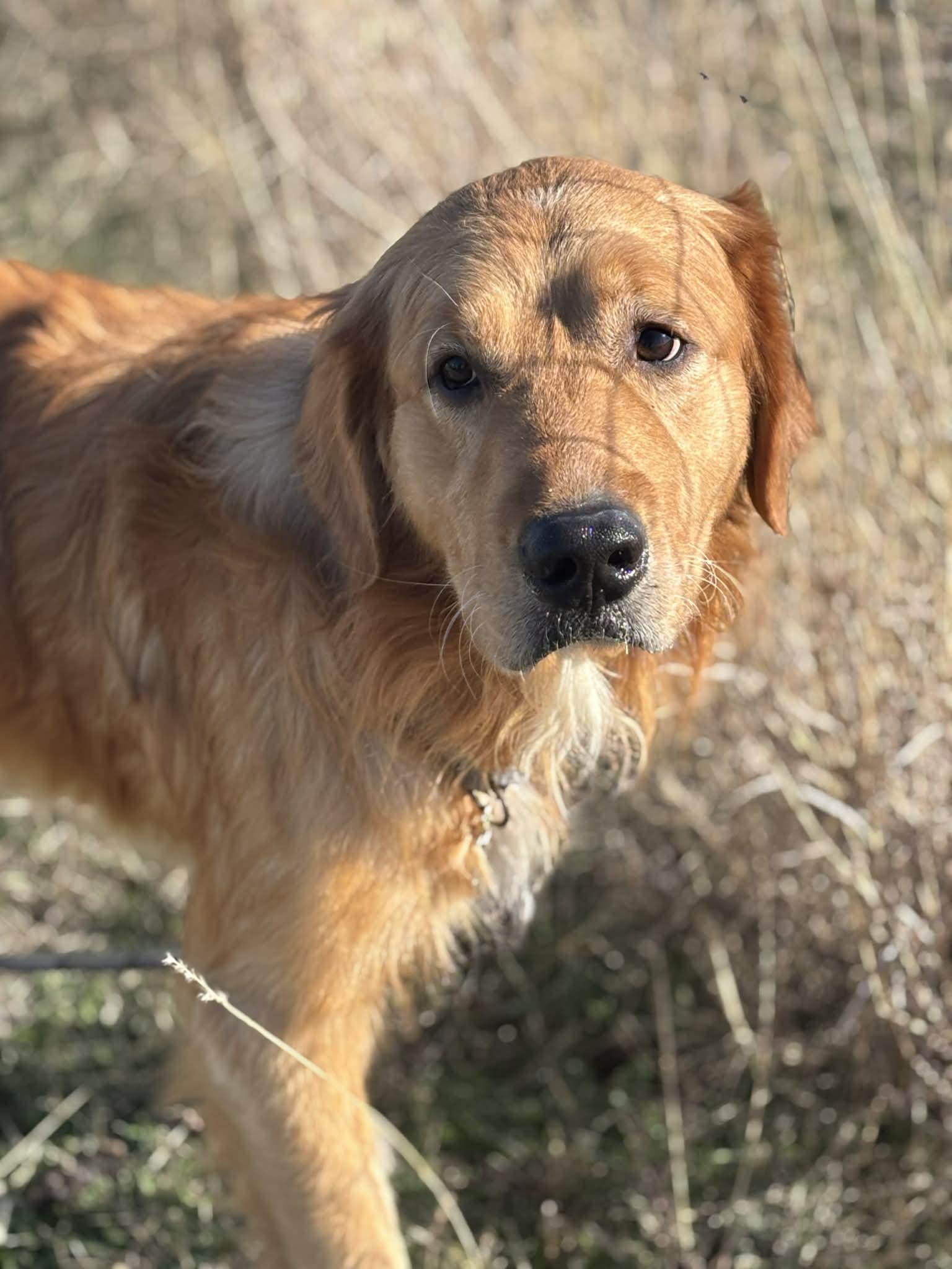 Tank, ADOPTABLE, Adult Male Golden Retriever.