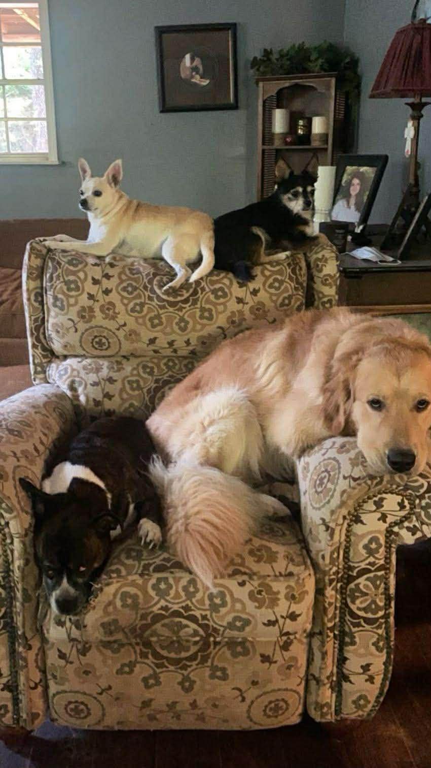 Enlarge Tank, a ADOPTABLE mixed breed in Piedmont, OK image 2/5