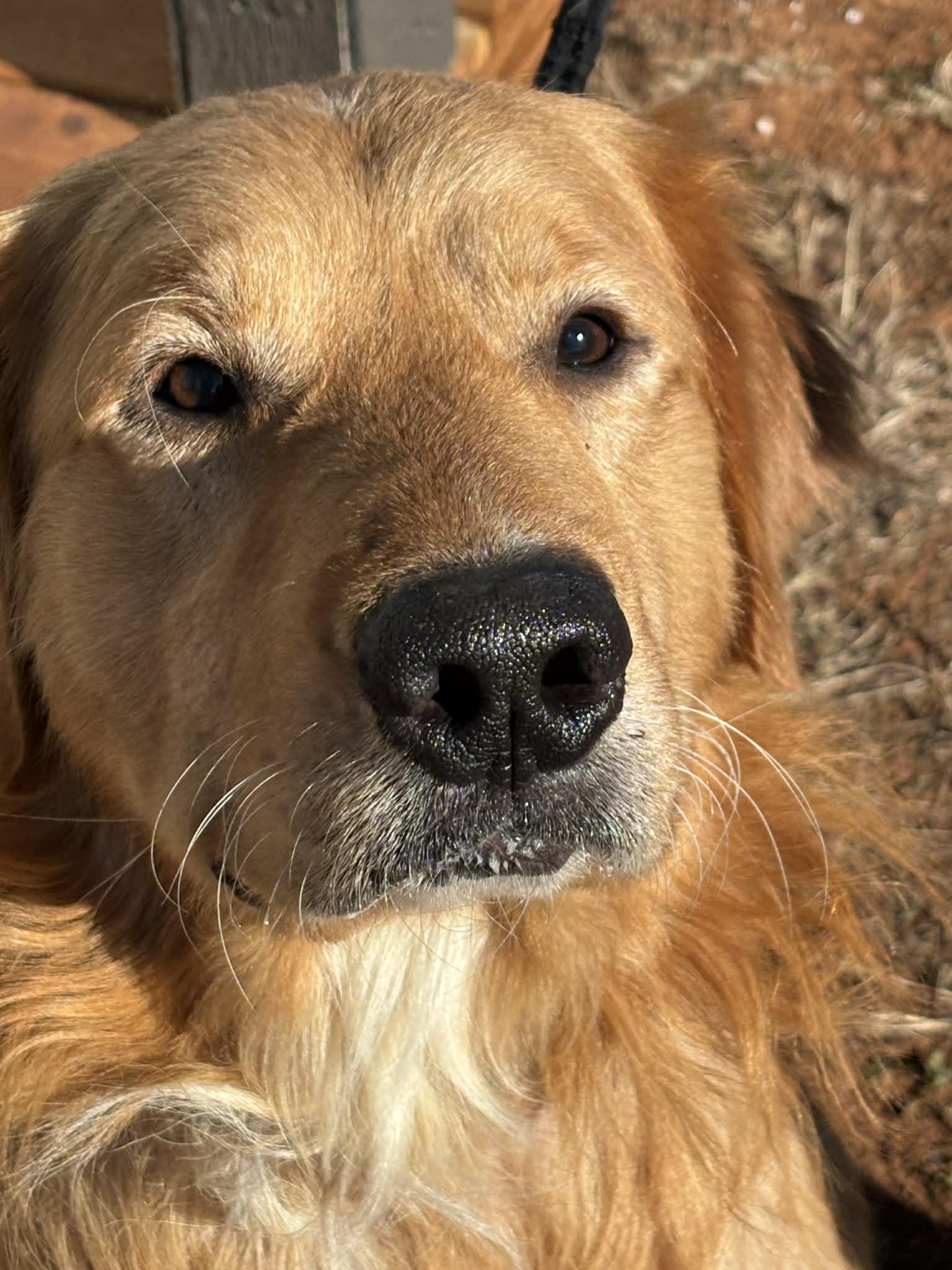 Enlarge Tank, a ADOPTABLE mixed breed in Piedmont, OK image 3/5