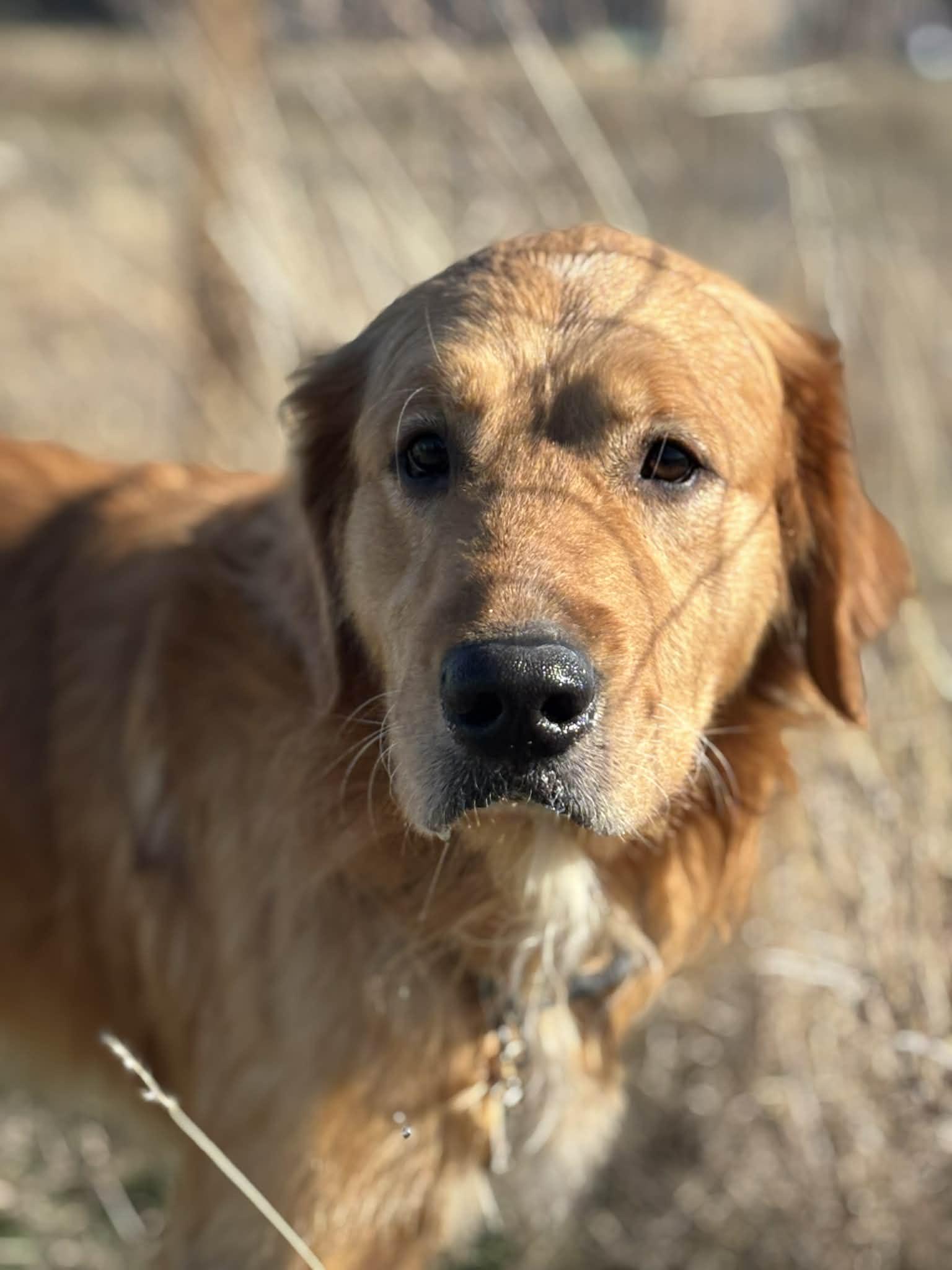 Enlarge Tank, a ADOPTABLE mixed breed in Piedmont, OK image 4/5
