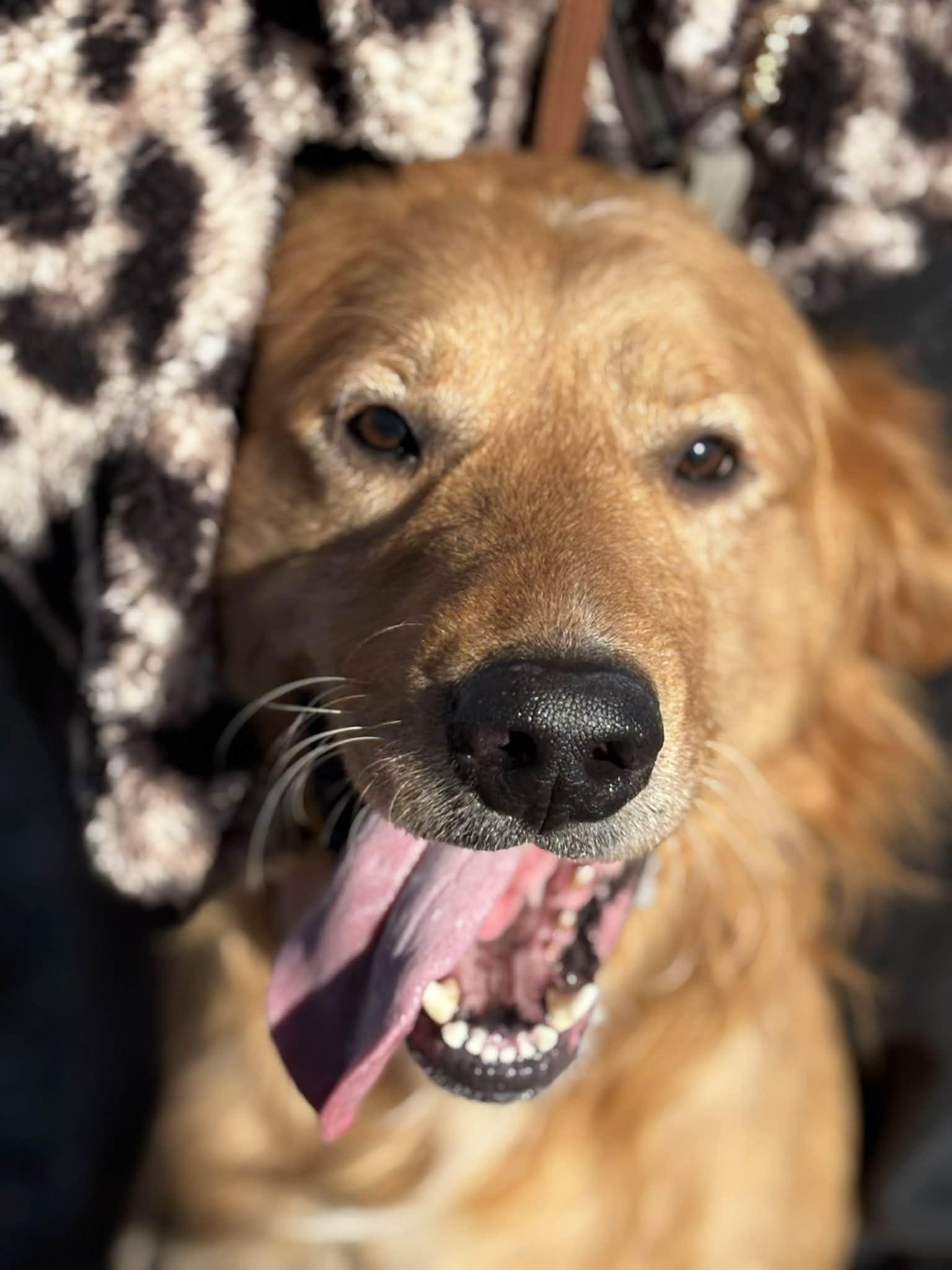 Enlarge Tank, a ADOPTABLE mixed breed in Piedmont, OK image 5/5