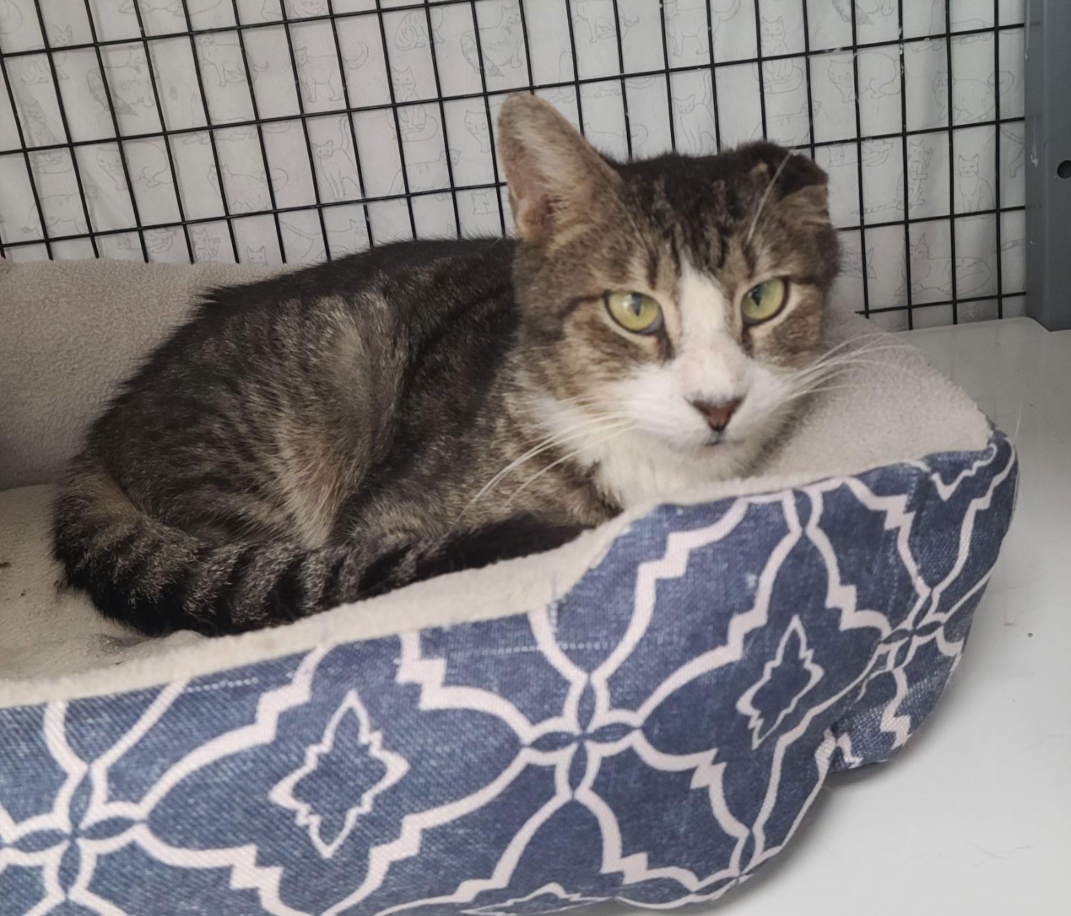Swedish Yo, Adoptable, Adult Male Domestic Short Hair.