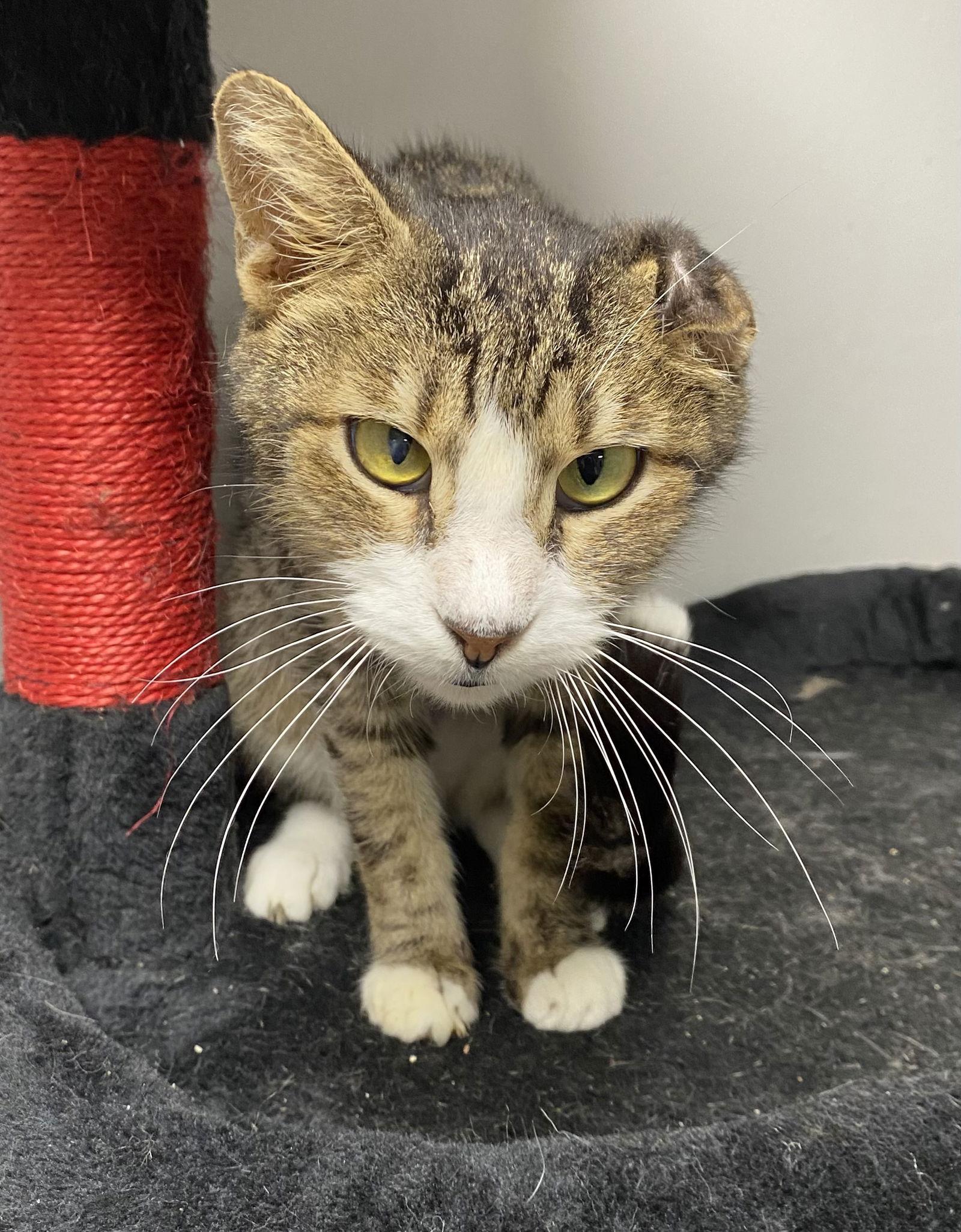 Swedish Yo — thumbnail 3