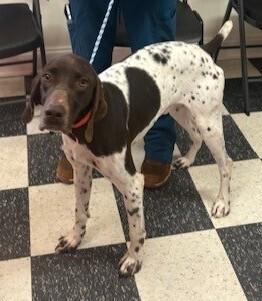 Enlarge Duck, a Adoptable German Shorthaired Pointer in Dawson, GA image 1/2