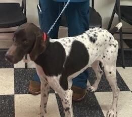 Enlarge Duck, a Adoptable German Shorthaired Pointer in Dawson, GA image 2/2