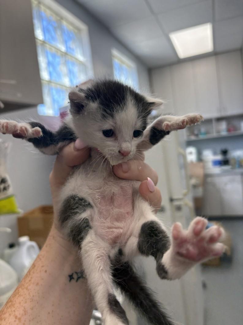PATRICIA, Adoptable, Kitten Female Domestic Short Hair.