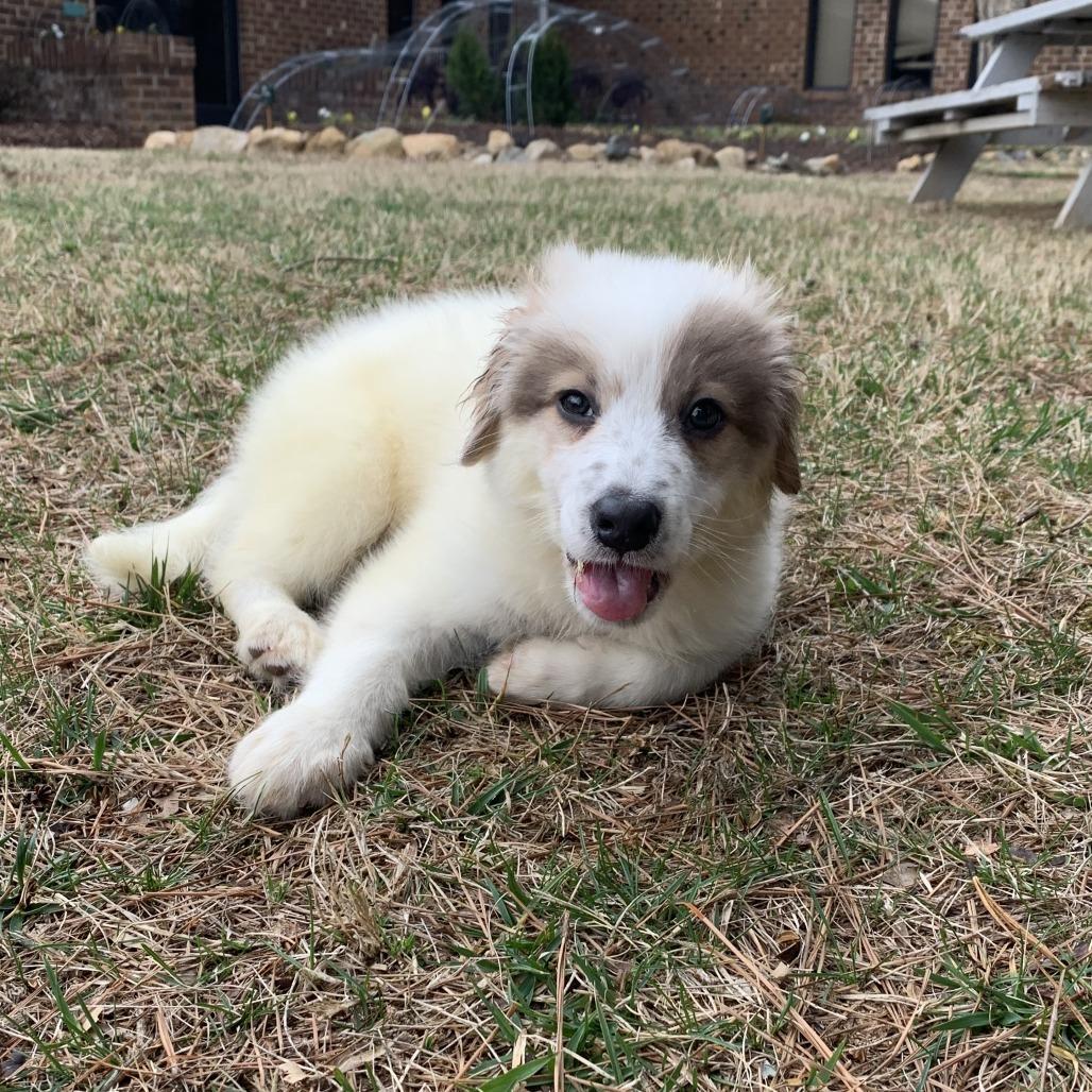 Bennington (Bennie), Adoptable, Puppy Male Australian Shepherd & Mixed Breed.