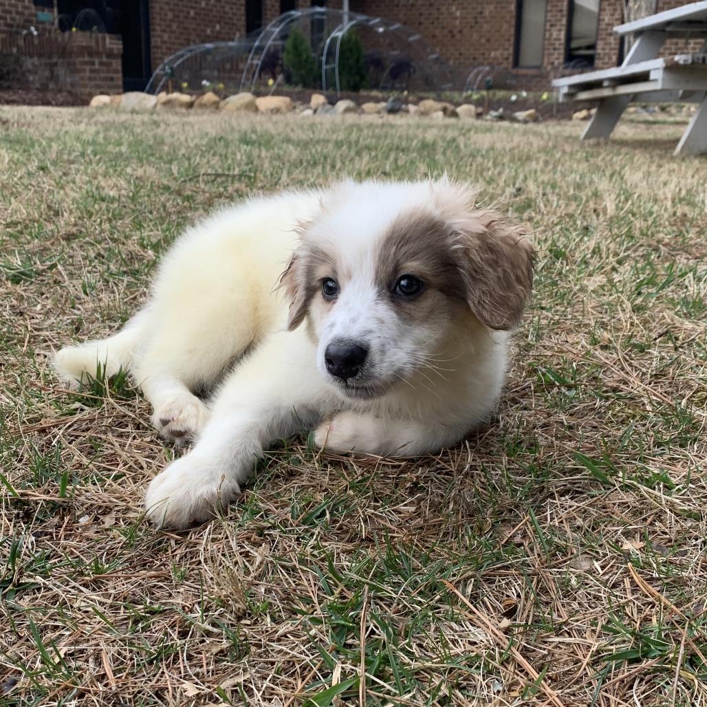 Enlarge Bennington (Bennie), a Adoptable mixed breed in Raleigh, NC image 2/6