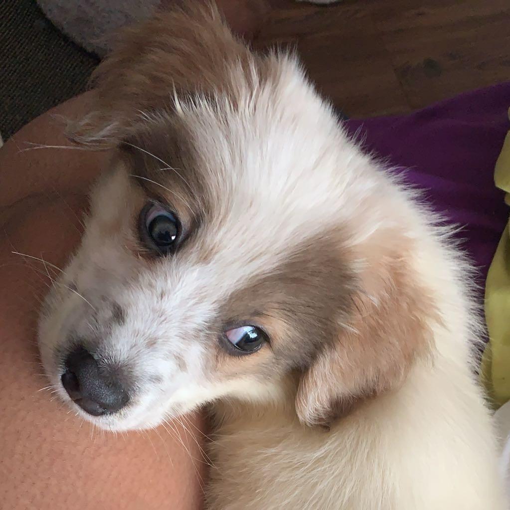 Enlarge Bennington (Bennie), a Adoptable mixed breed in Raleigh, NC image 3/6